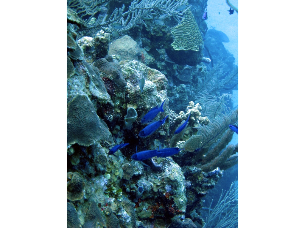 IMG_0181 (1) IMG_0181 (1)